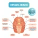 اعصاب محیطی و اعصاب مغزی (Cranial Nerves)