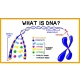 مولکول DNA چیست؟