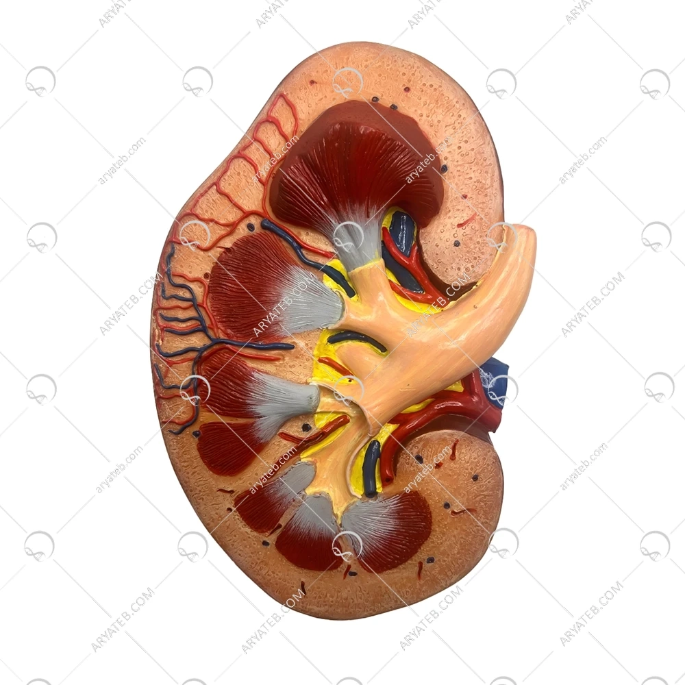 مولاژ کلیه