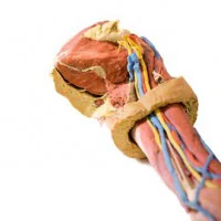 مولاژ نمایش آناتومی سه بعدی اندام فوقانی