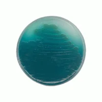 سودوموناس آگار پی Pseudomonas agar P