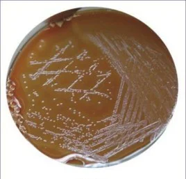 محیط کشت جی سی آگار بیس GC AGAR BASE کیولب