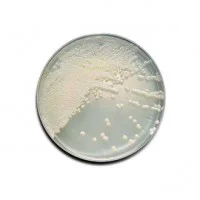 دکستروز آگار Dextrose Agar