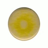 سودوموناس آگار اف Pseudomonas agar F