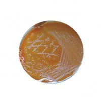 آگار GC Agar