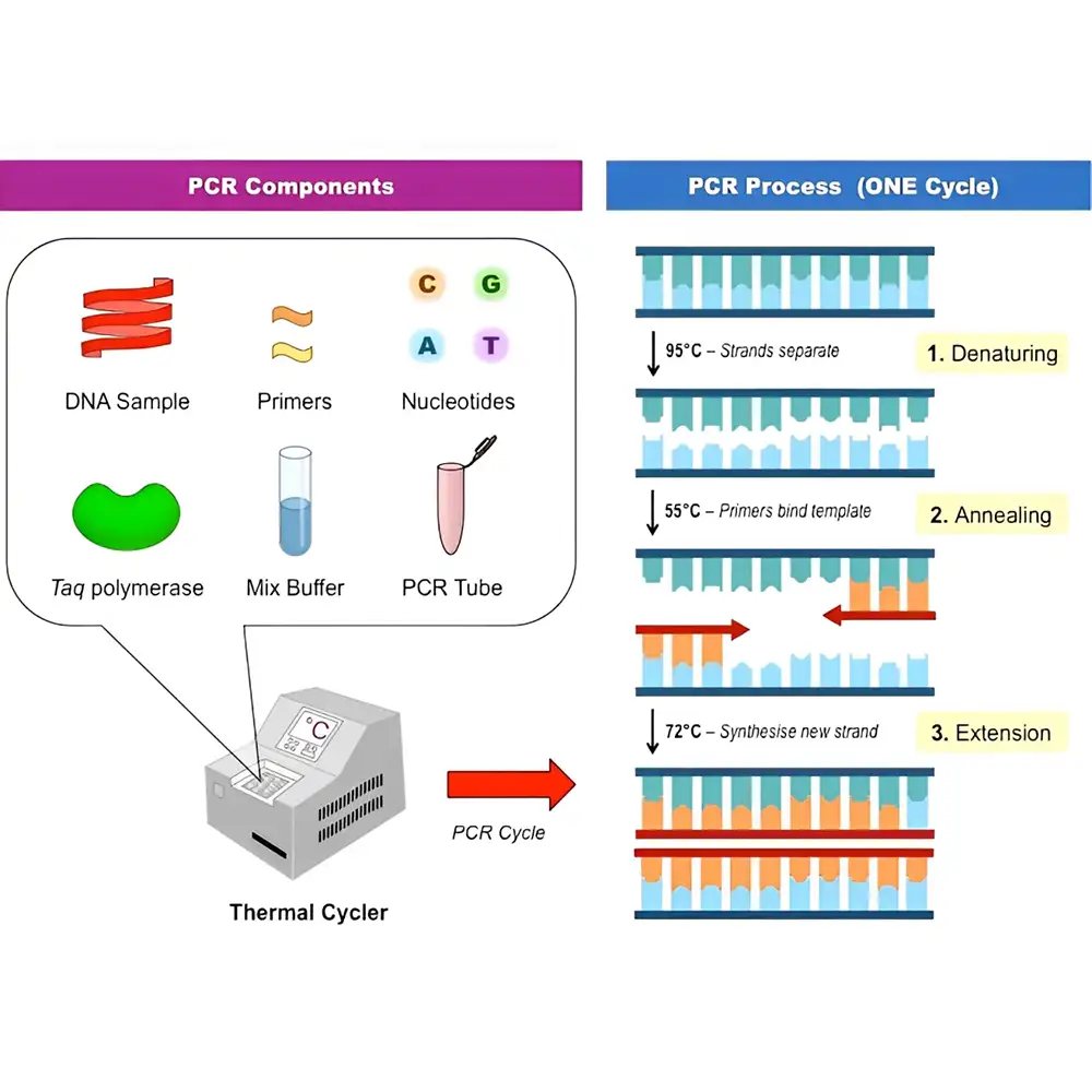 pcr چیست؟