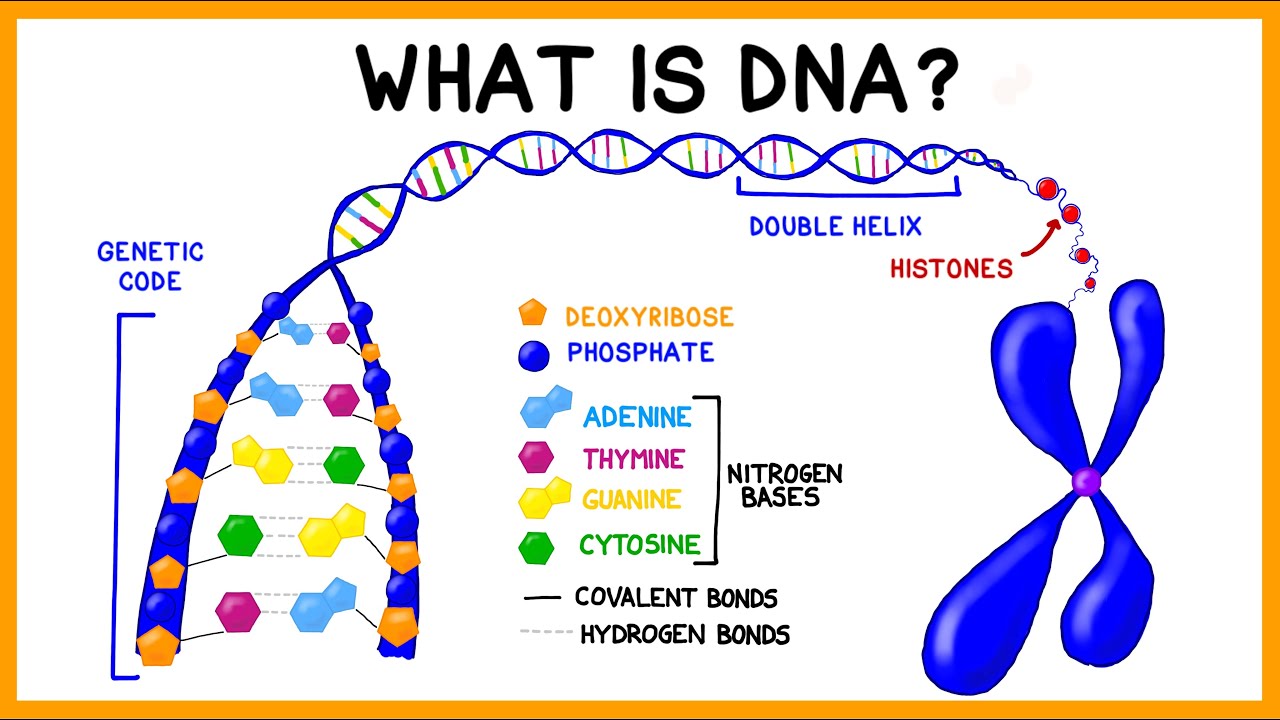 مولکول DNA چیست؟