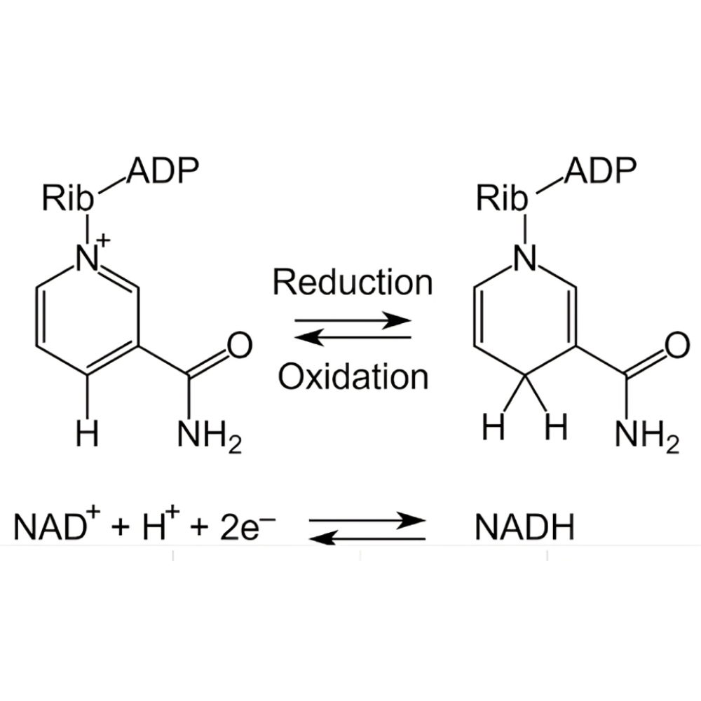 چگونه redox balance (NADH/NAD+) عملکرد متابولیک را تنظیم میکند؟