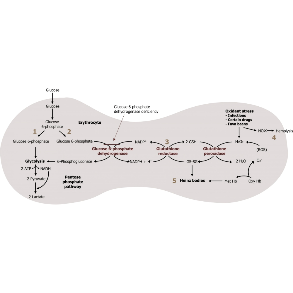 مسیر PPP (Pentose Phosphate Pathway)؛ نقش در بیوسنتز و آنتیاکسیدانی