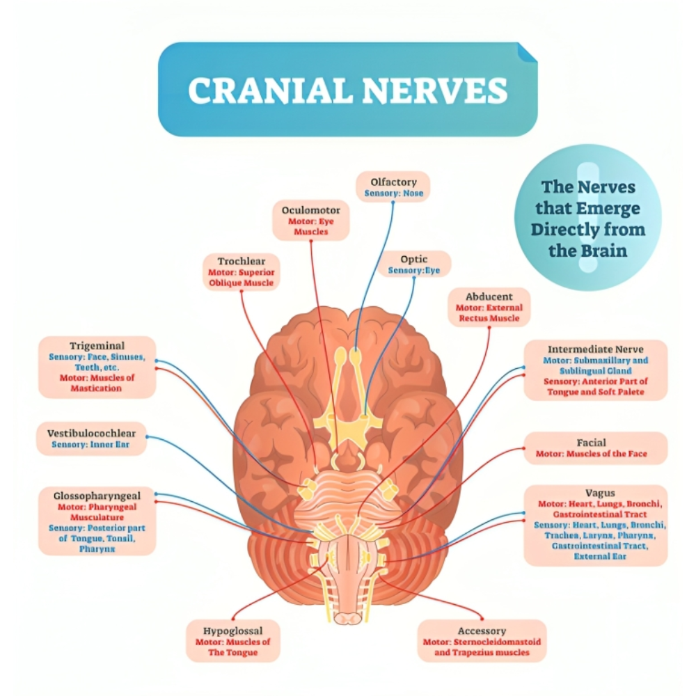 اعصاب محیطی و اعصاب مغزی (Cranial Nerves)