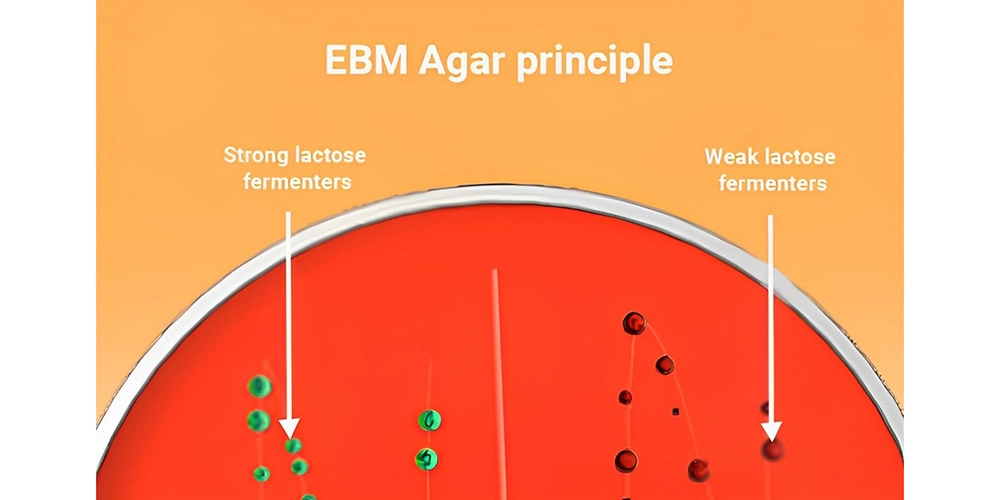 محیط کشت EMB