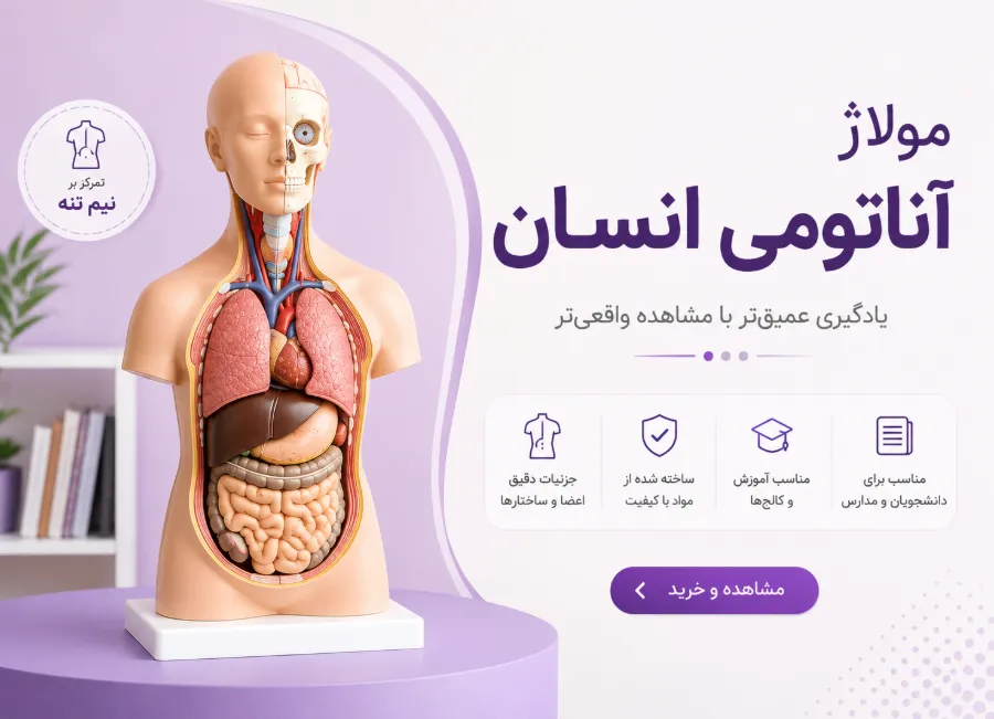 قیمت مولاژ نیم تنه بدن انسان