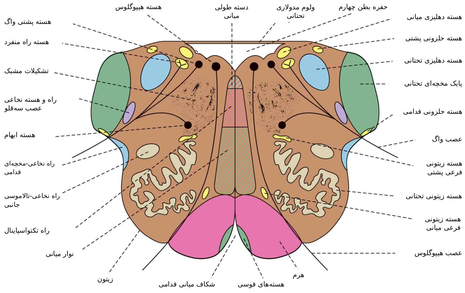 نمای کلی ساقه مغز و محل خروج اعصاب جمجمهای ۹ تا ۱۲