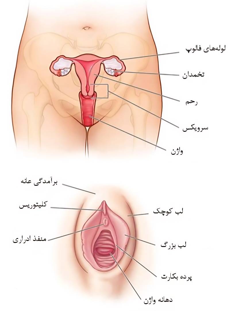 زن