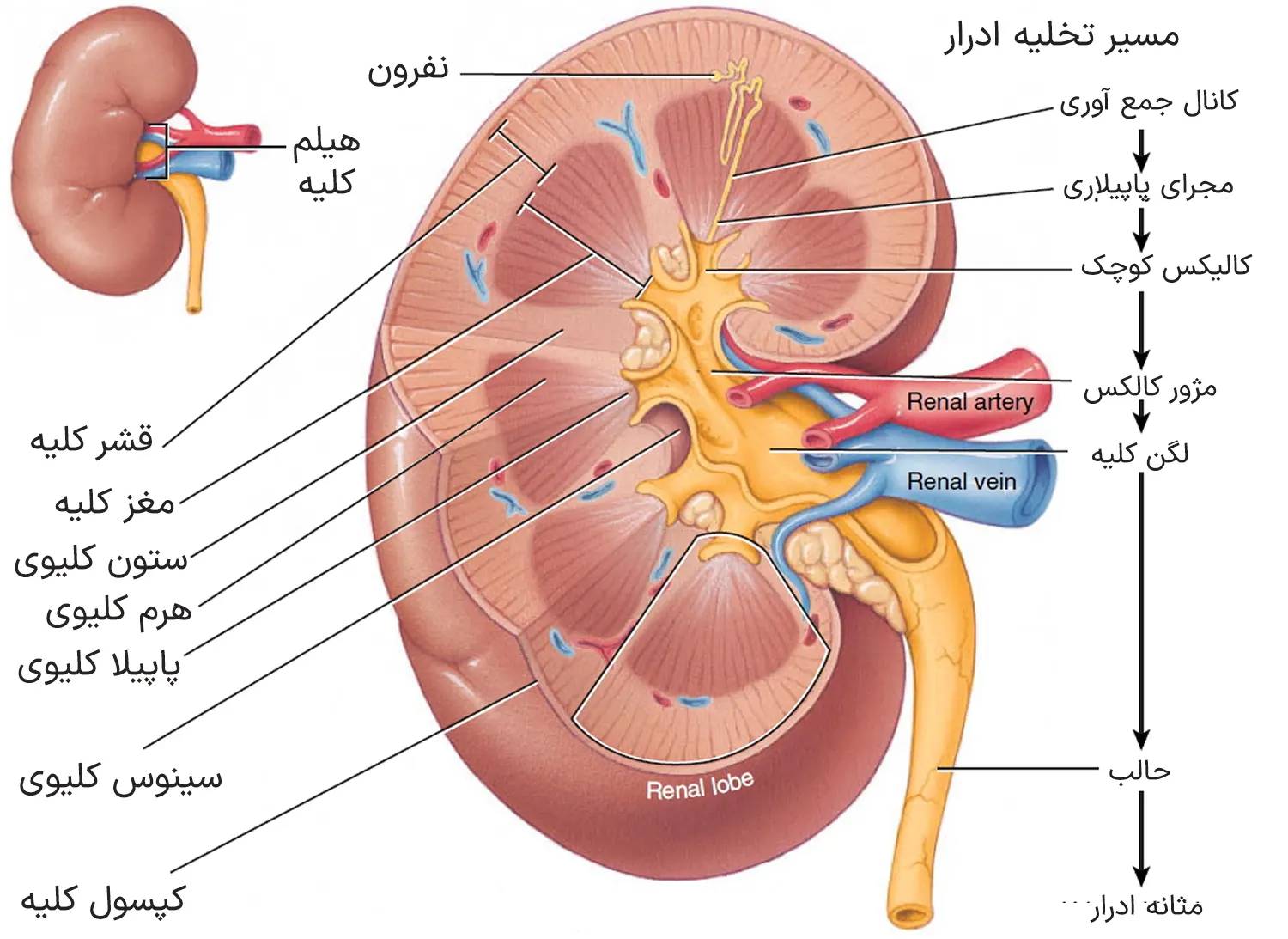 کلیه