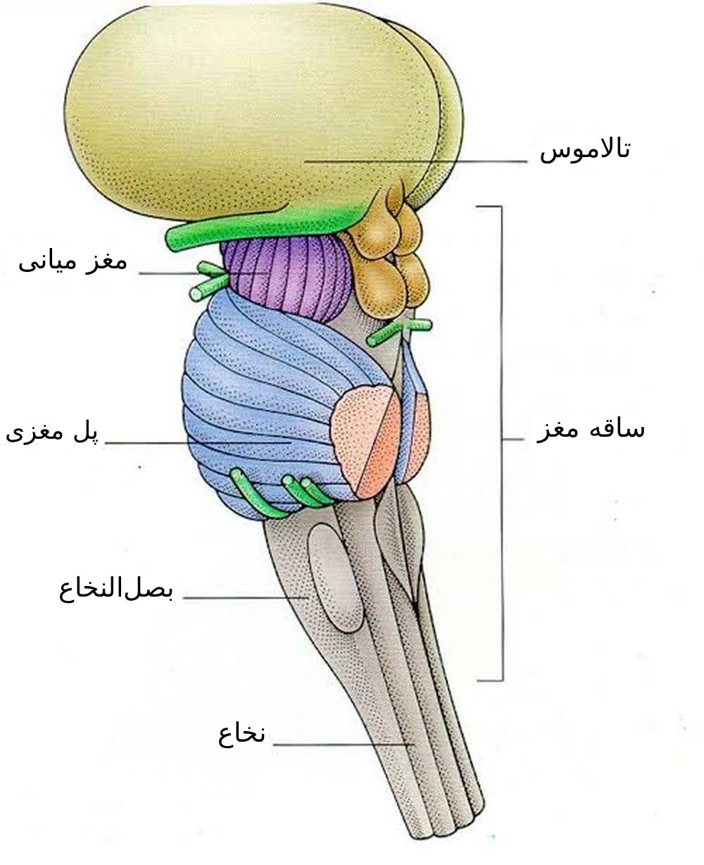 میانی