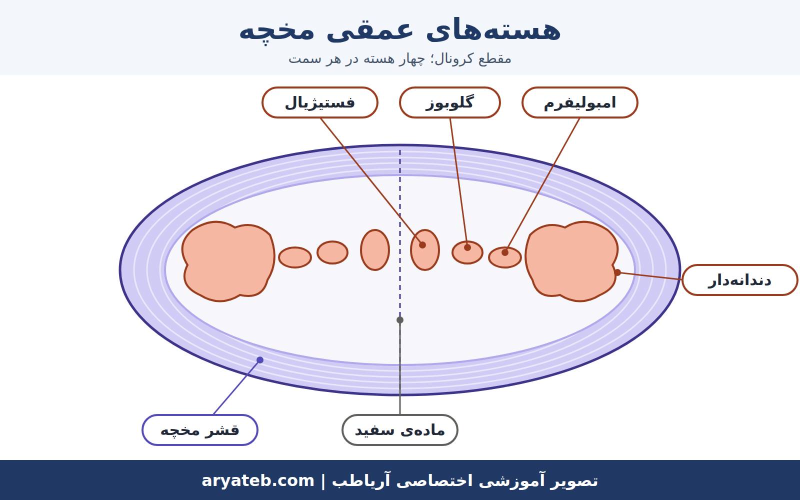 مخچه
