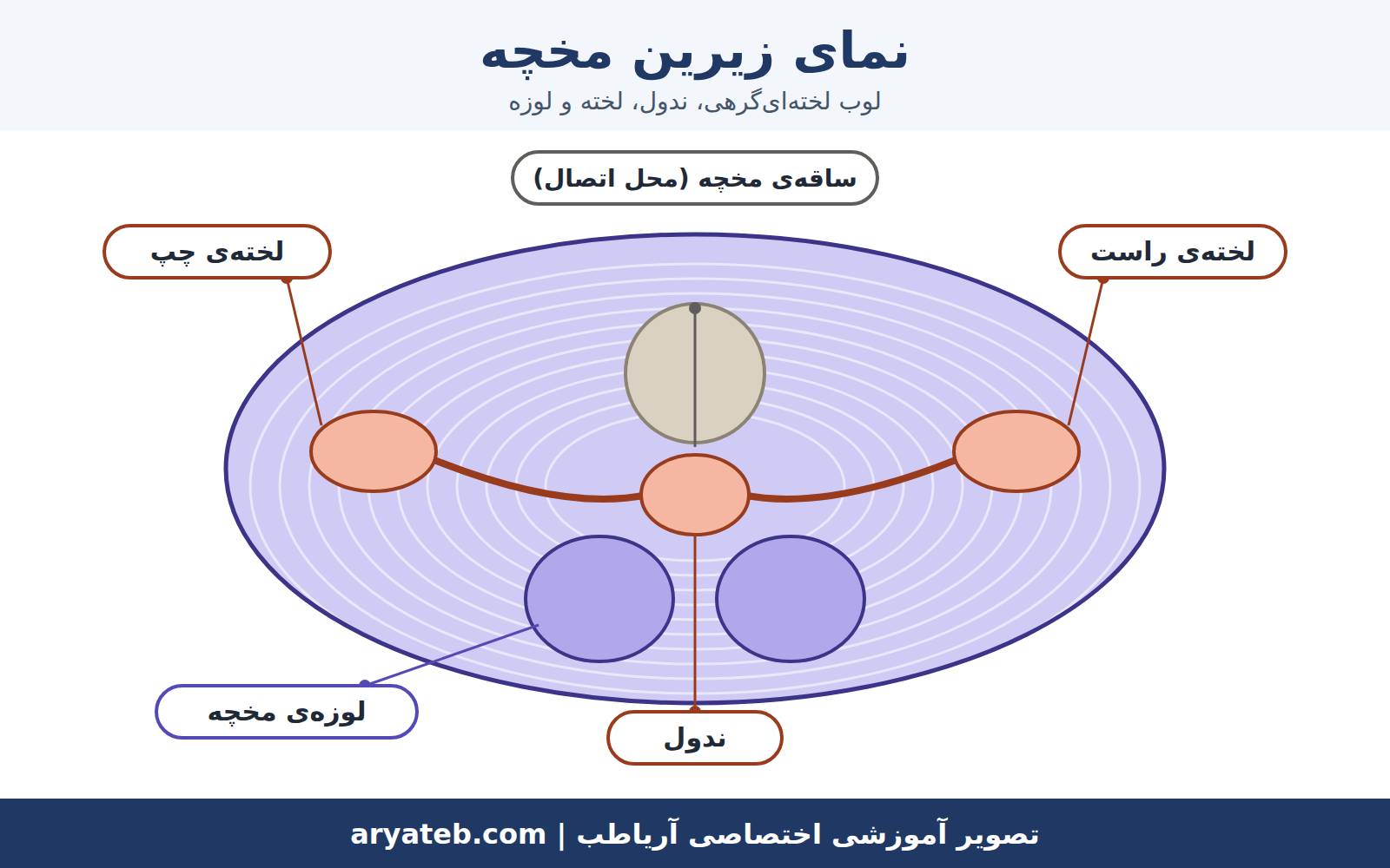 مخچه