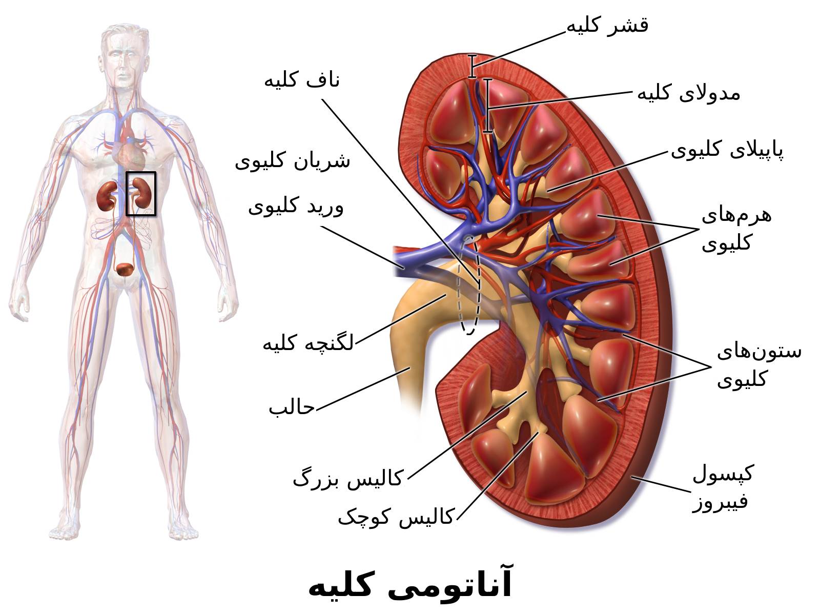 کلیه