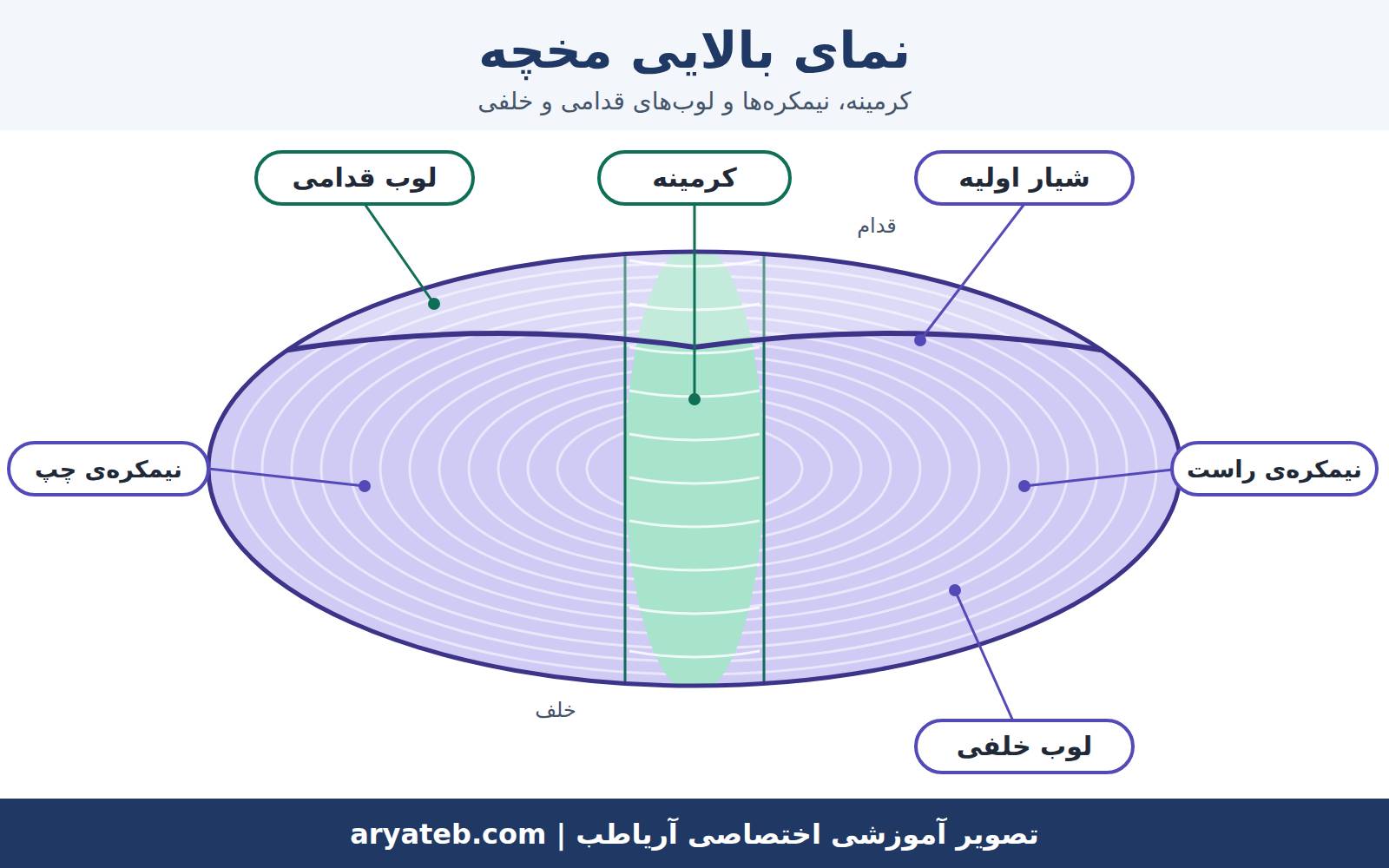 مخچه