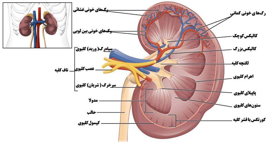 کلیه