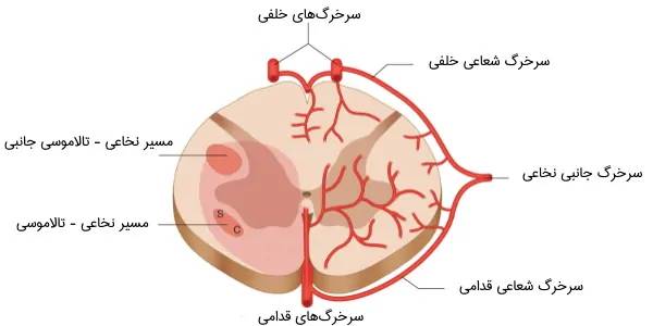 نخاع