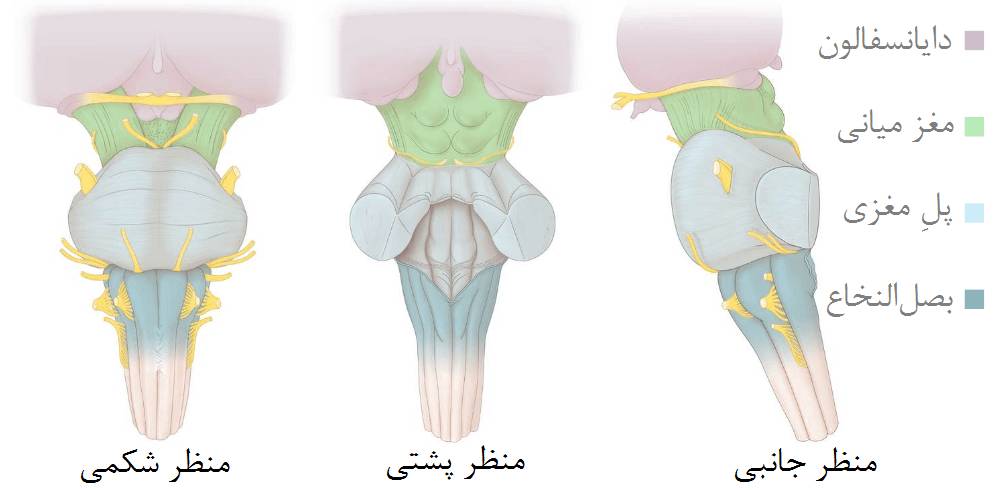 میانی