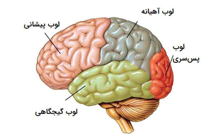 مغز