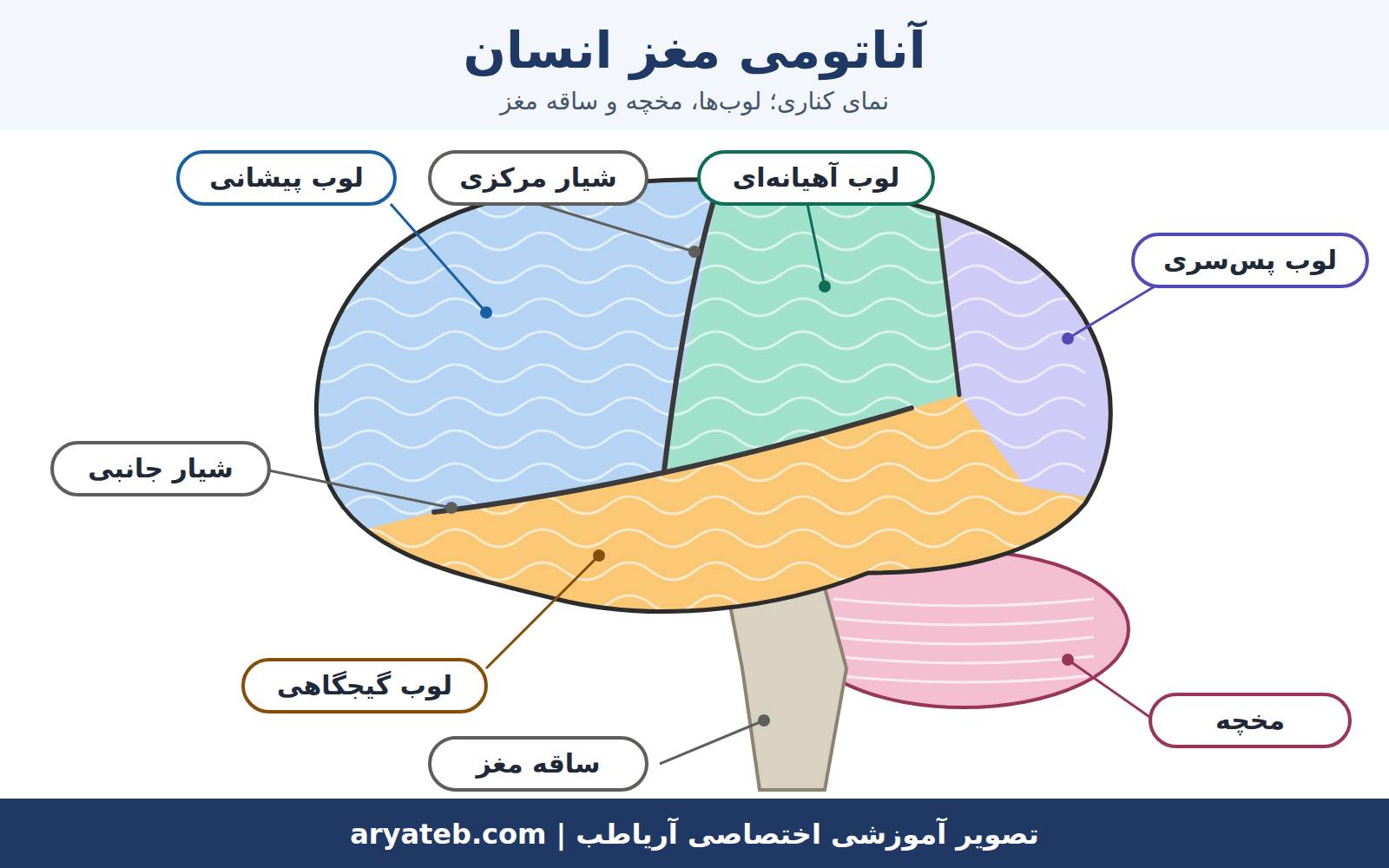 مغز