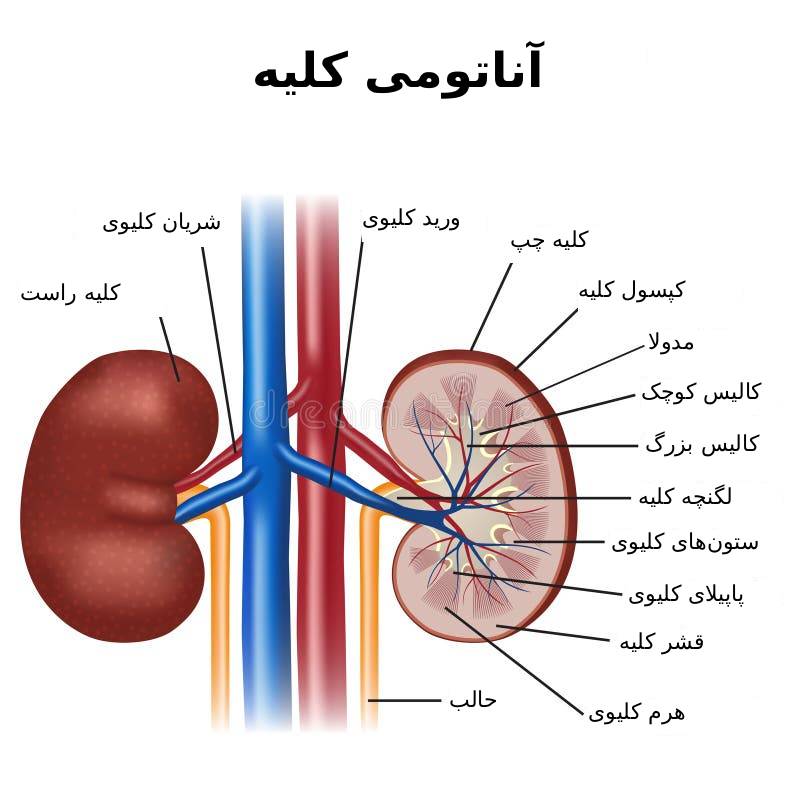 کلیه