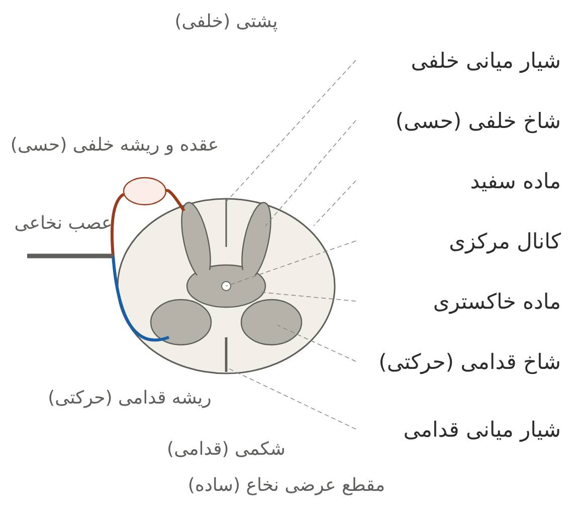 نخاع
