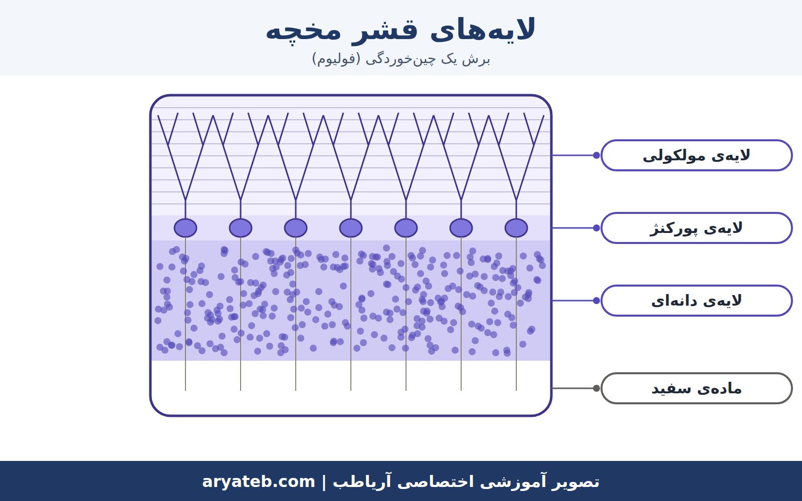 مخچه