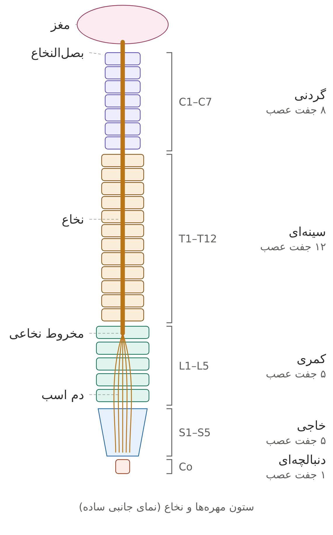 نخاع