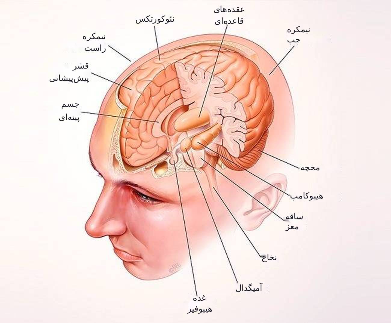 میانی