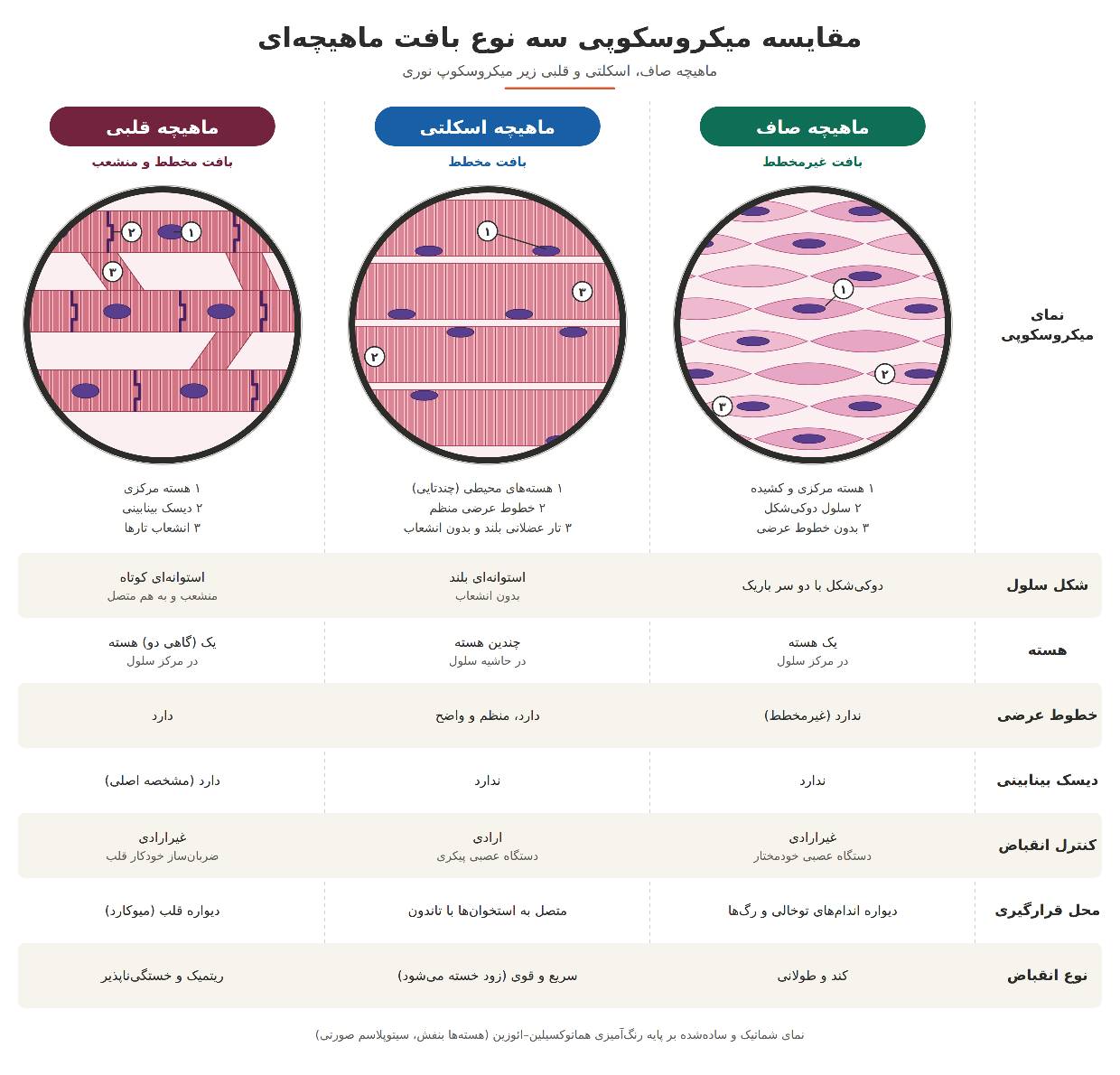 ماهیچه های بدن