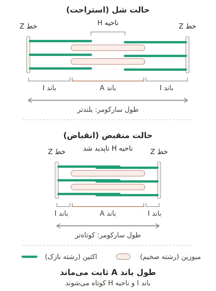 ماهیچه های بدن