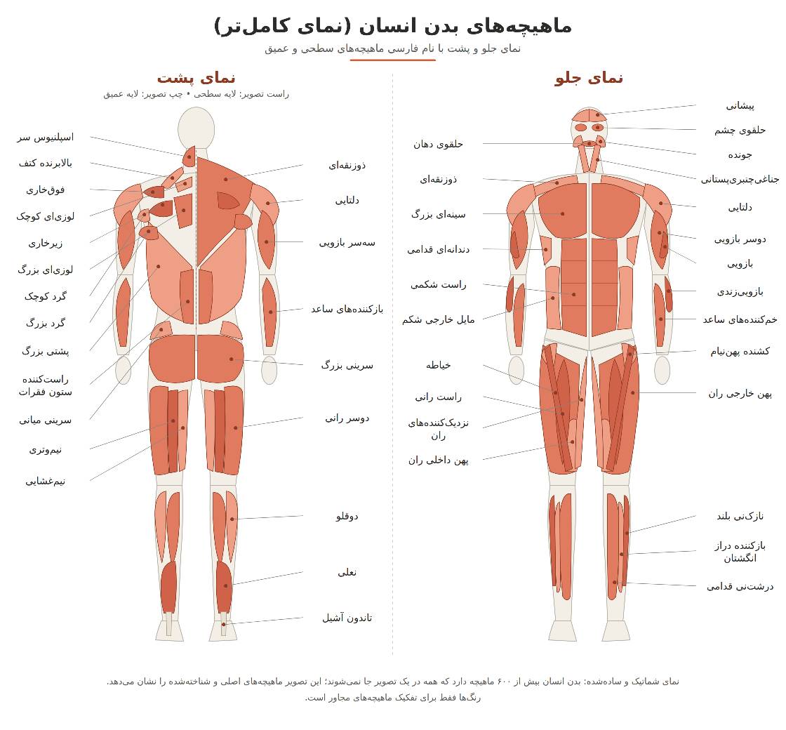 ماهیچه های بدن