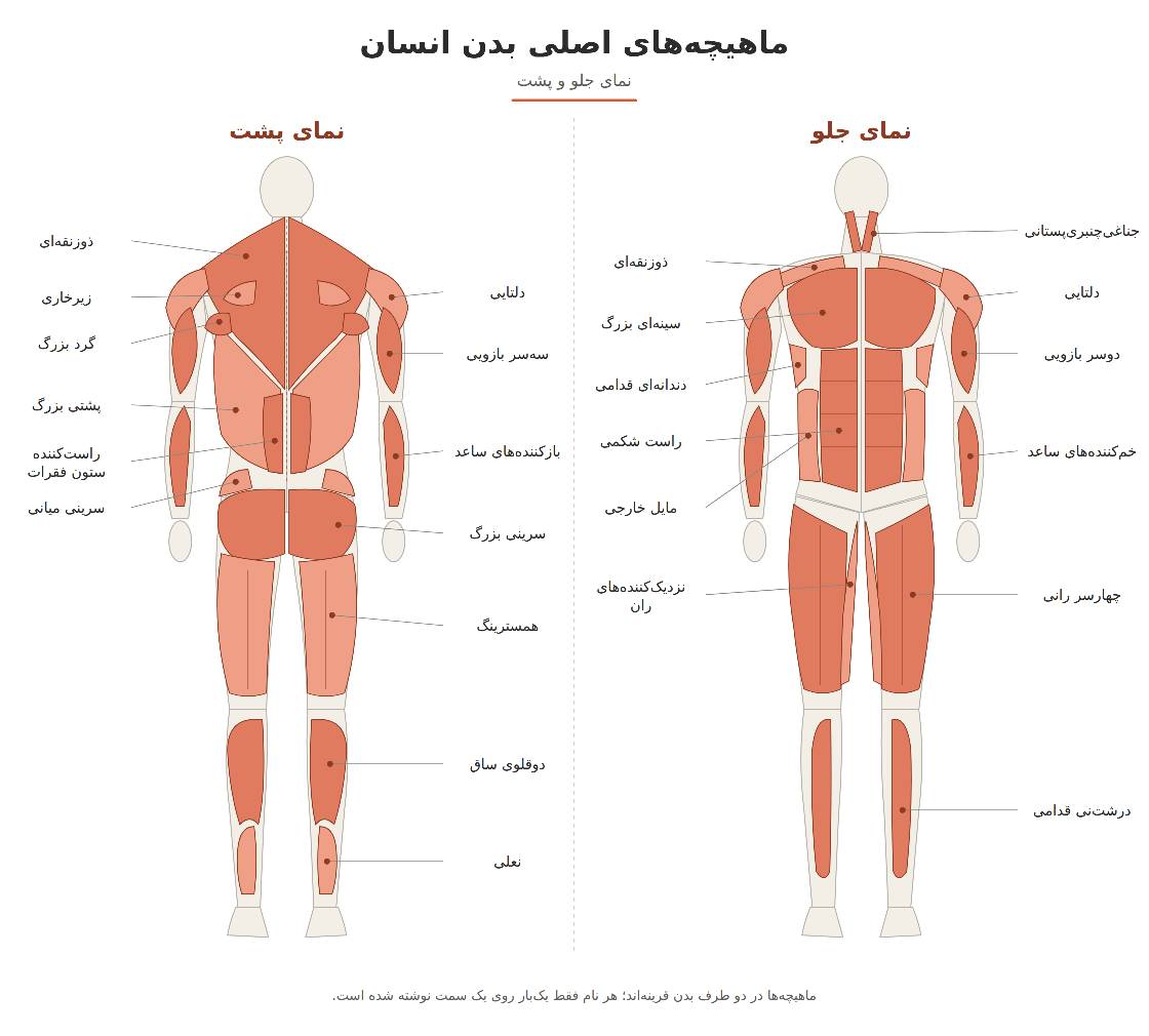 ماهیچه های بدن