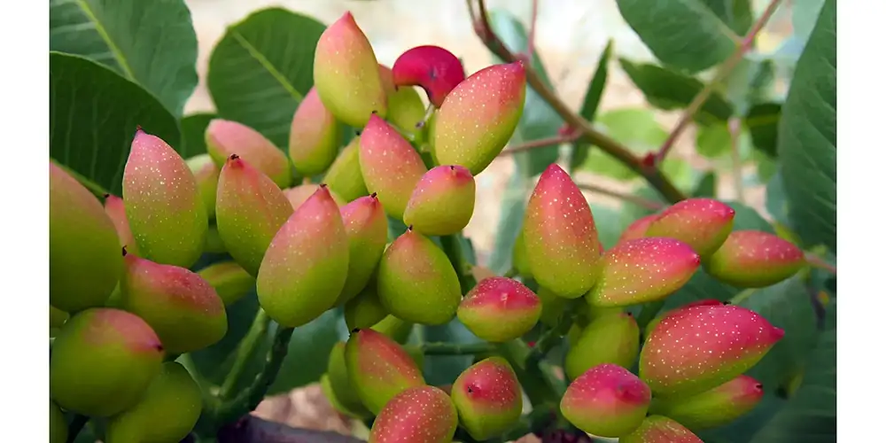 کاربرد اسید سولفوریک در باغات پسته