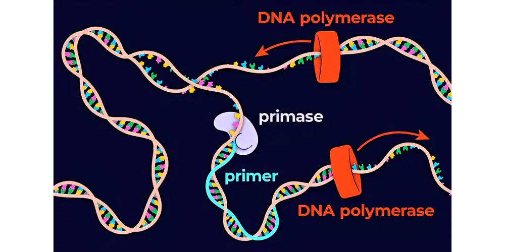 pcr چیست؟
