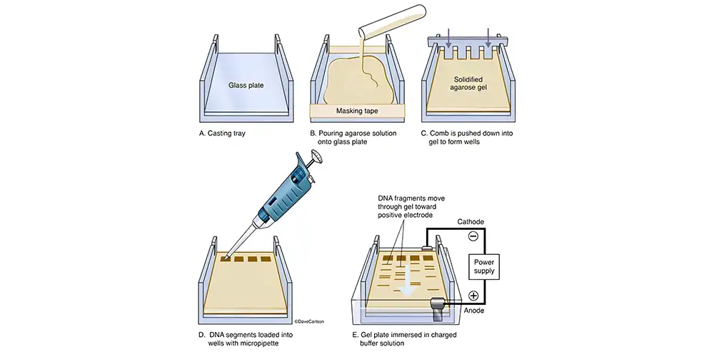 اصول کلی روش الکتروفورز Electrophoresis