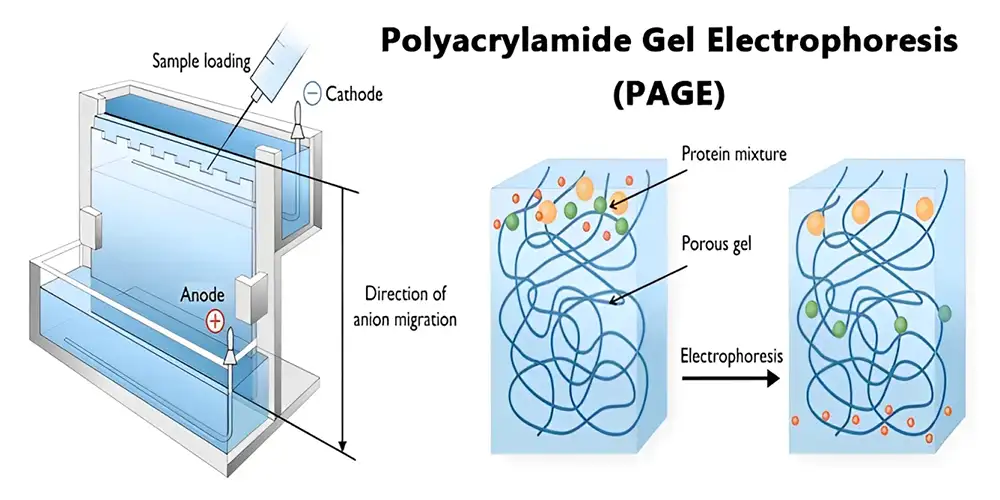 اصول کلی روش الکتروفورز Electrophoresis