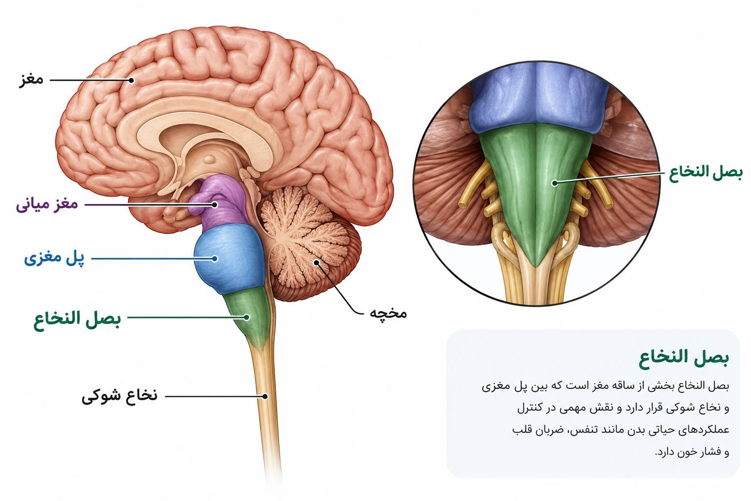 مراکز تنفس و قلب در بصل النخاع