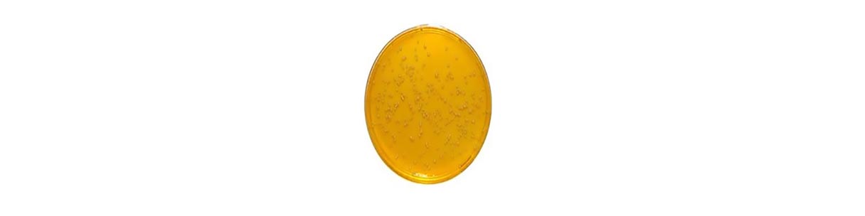 محیط کشت candida selektiv agar