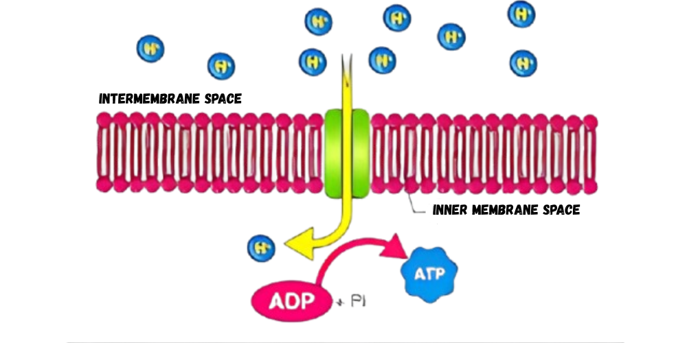 فسفریلاسیون اکسیداتیو در میتوکندری؛ چگونه ATP تولید می‌شود؟